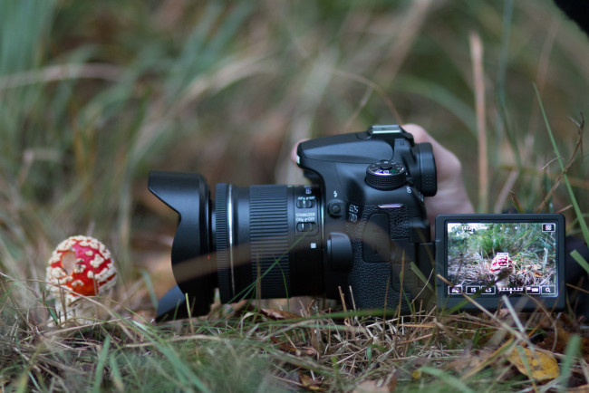 Обои картинки фото бренды, cancun, фотокамера