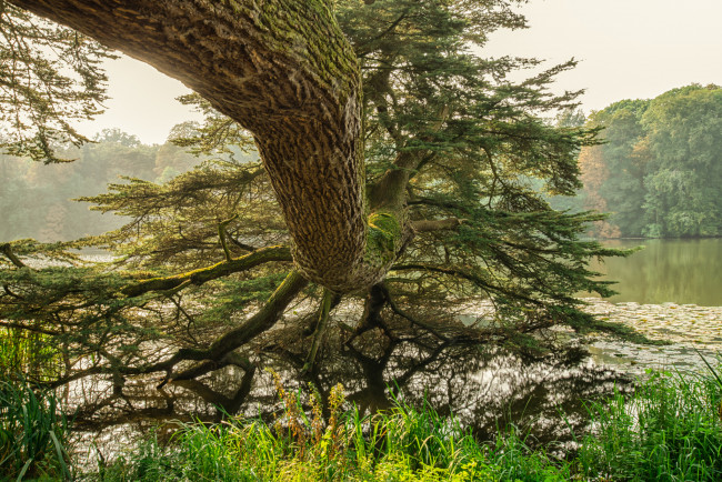 Обои картинки фото природа, деревья, простор