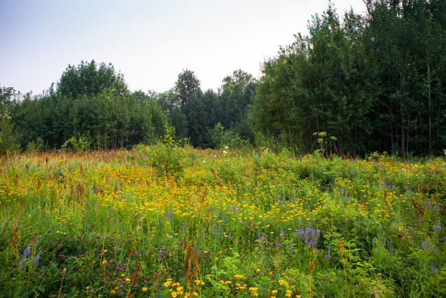 Обои картинки фото природа, луга, простор