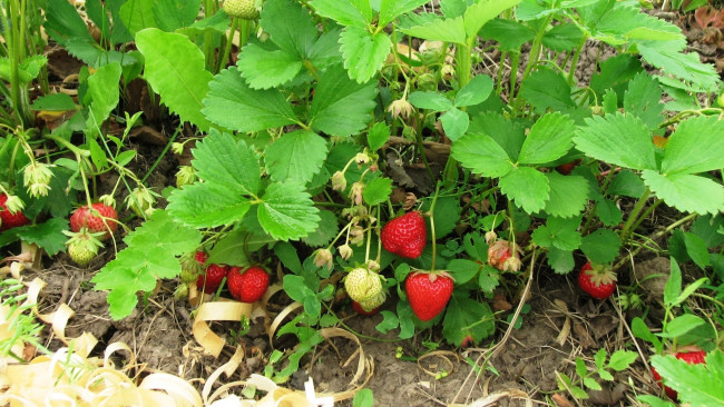 Обои картинки фото природа, ягоды, клубника