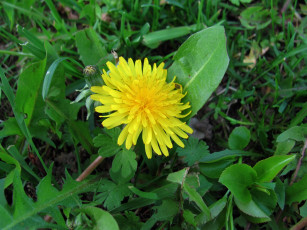 Картинка цветы одуванчики желтый одуванчик