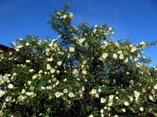 Картинка цветы розы кусты белые