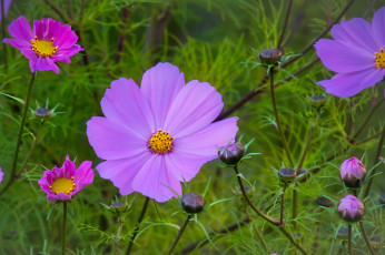 Картинка цветы космея розовая бутоны