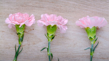 Картинка цветы гвоздики розовая гвоздика трио