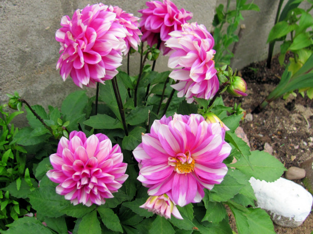 Обои картинки фото цветы, георгины, бело-розовые, куст