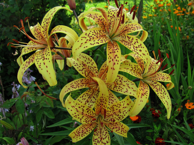Обои картинки фото цветы, лилии,  лилейники, куст, лилия, тигровая, крапинки