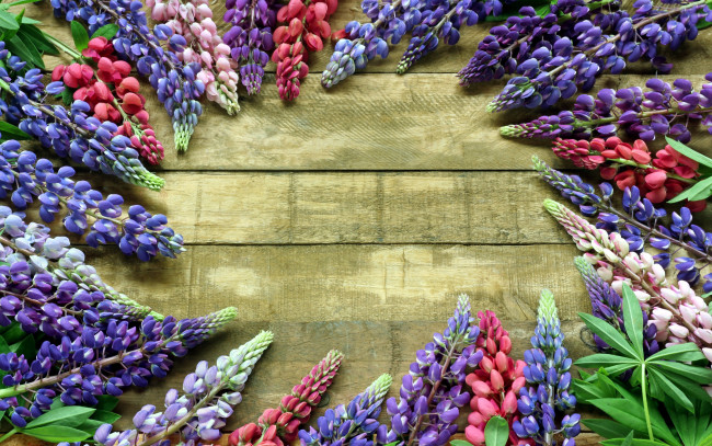 Обои картинки фото цветы, люпин, разноцветный