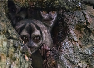 Картинка животные долгопяты взгляд