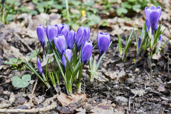 обоя цветы, крокусы, лиловые, весна, первоцветы