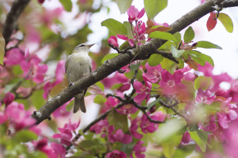 Картинка животные птицы птица