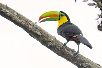 Картинка животные туканы птица