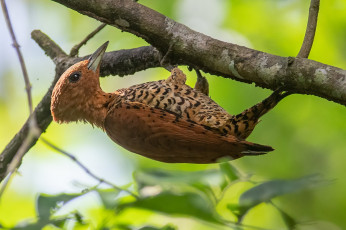 обоя животные, дятлы, птица