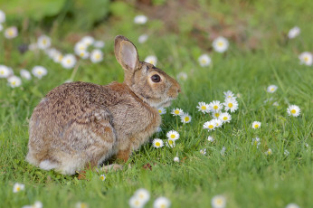 обоя животные, кролики,  зайцы, заяц