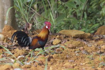 Картинка животные куры +петухи петух