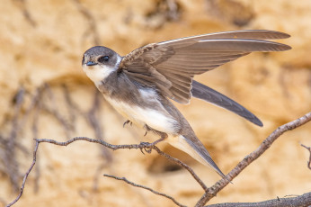 обоя животные, ласточки, птица