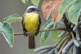 Картинка животные птицы птица