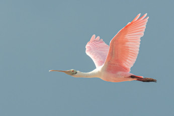 Картинка животные птицы птица