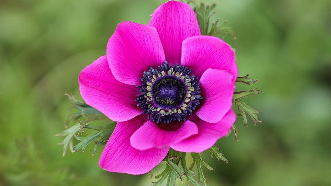 Обои картинки фото цветы, анемоны,  сон-трава, розовый, анемон, макро