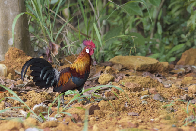 Обои картинки фото животные, куры,  петухи, петух
