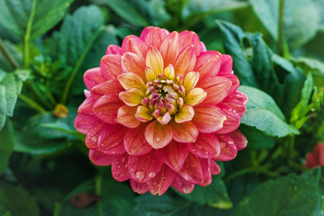 Обои картинки фото цветы, георгины, розовый, георгин, макро, капли