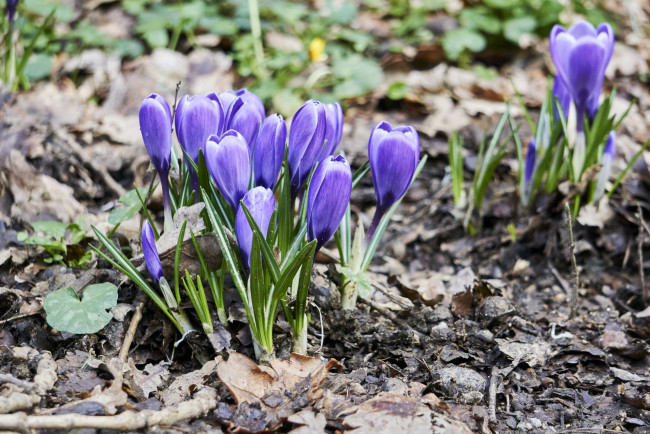 Обои картинки фото цветы, крокусы, лиловые, весна, первоцветы