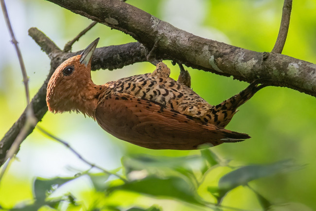 Обои картинки фото животные, дятлы, птица