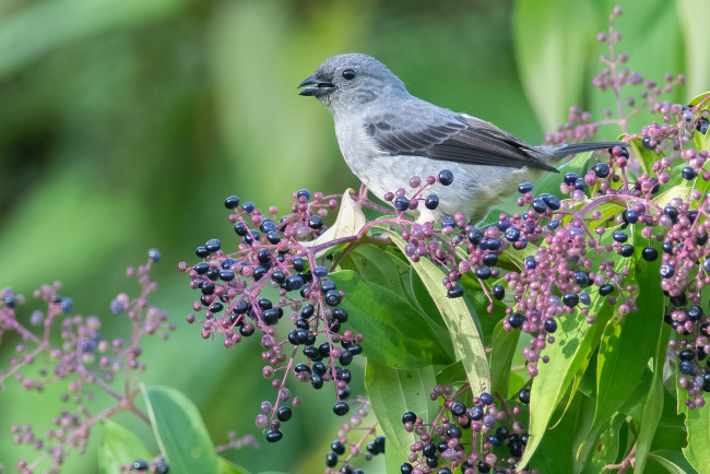 Обои картинки фото животные, птицы, птица