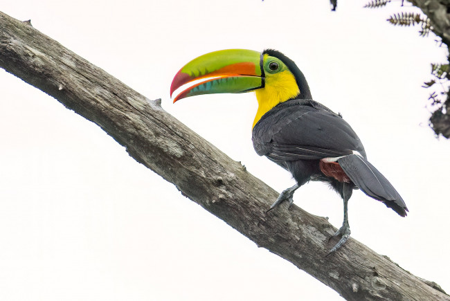 Обои картинки фото животные, туканы, птица