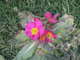 Картинка цветы примулы