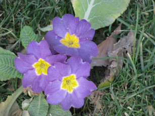 Картинка цветы примулы