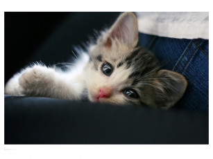 Картинка котята животные коты