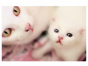 Картинка котёнок кошкой животные коты