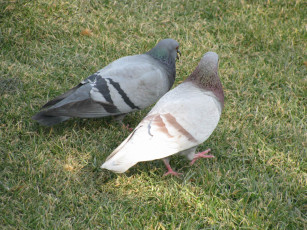 Картинка животные голуби