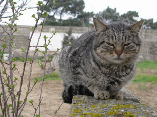 Картинка животные коты