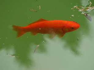 Картинка животные рыбы