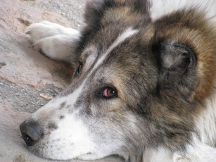 Картинка животные собаки