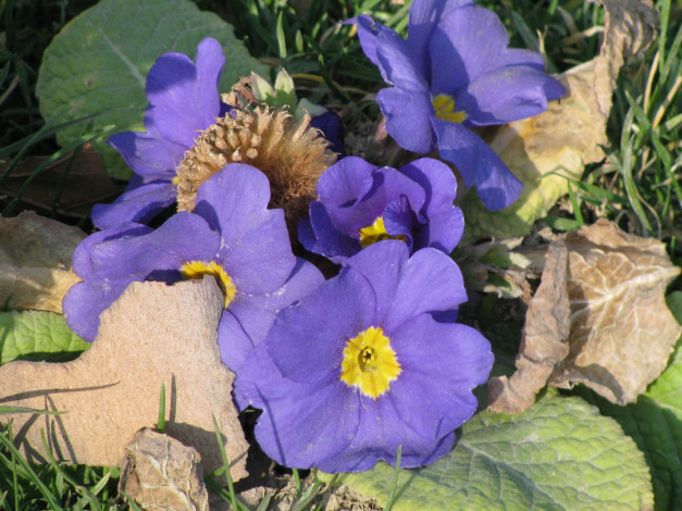 Обои картинки фото цветы, примулы