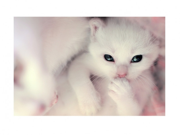 Обои картинки фото котёнок, животные, коты