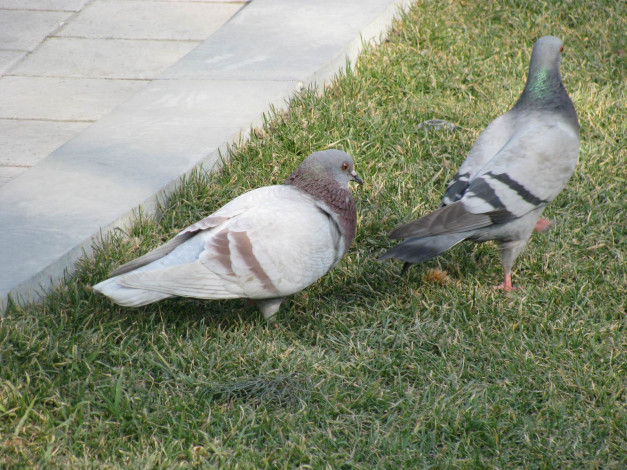 Обои картинки фото животные, голуби