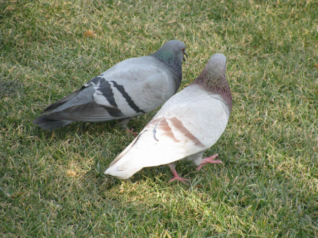 Обои картинки фото животные, голуби