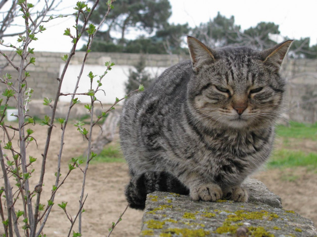 Обои картинки фото животные, коты