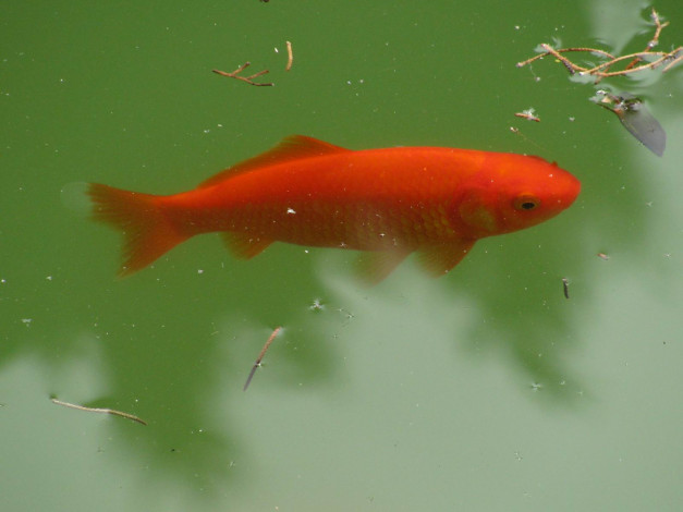 Обои картинки фото животные, рыбы