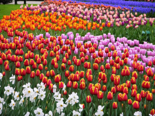 Картинка цветы разные вместе