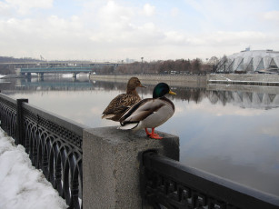 Картинка влюблённая пара животные утки