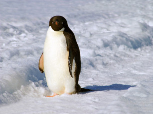 Картинка животные пингвины