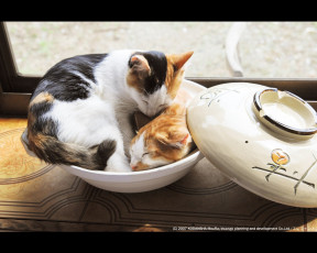 Картинка животные коты