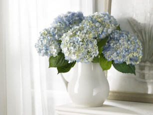 Картинка цветы гортензия