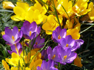 Картинка цветы крокусы