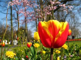 Картинка цветы тюльпаны