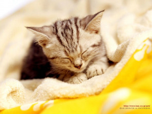 Картинка животные коты